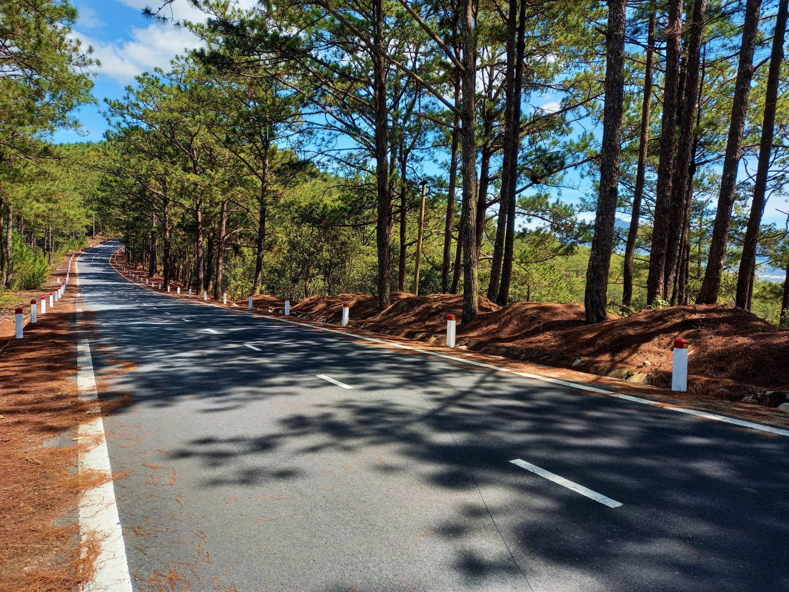 beautiful road under the pine trees - best motorcycle rides in Vietnam