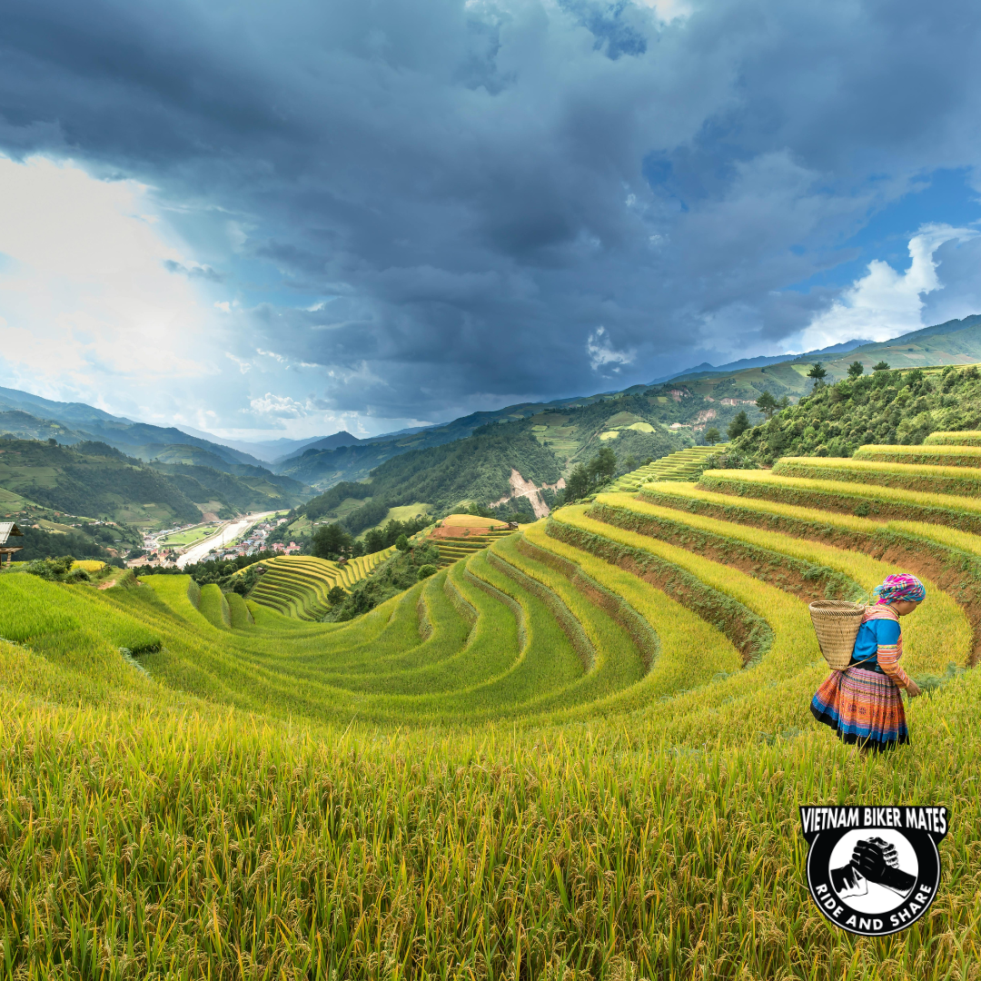 rice field when explore north vietnam by motorbike