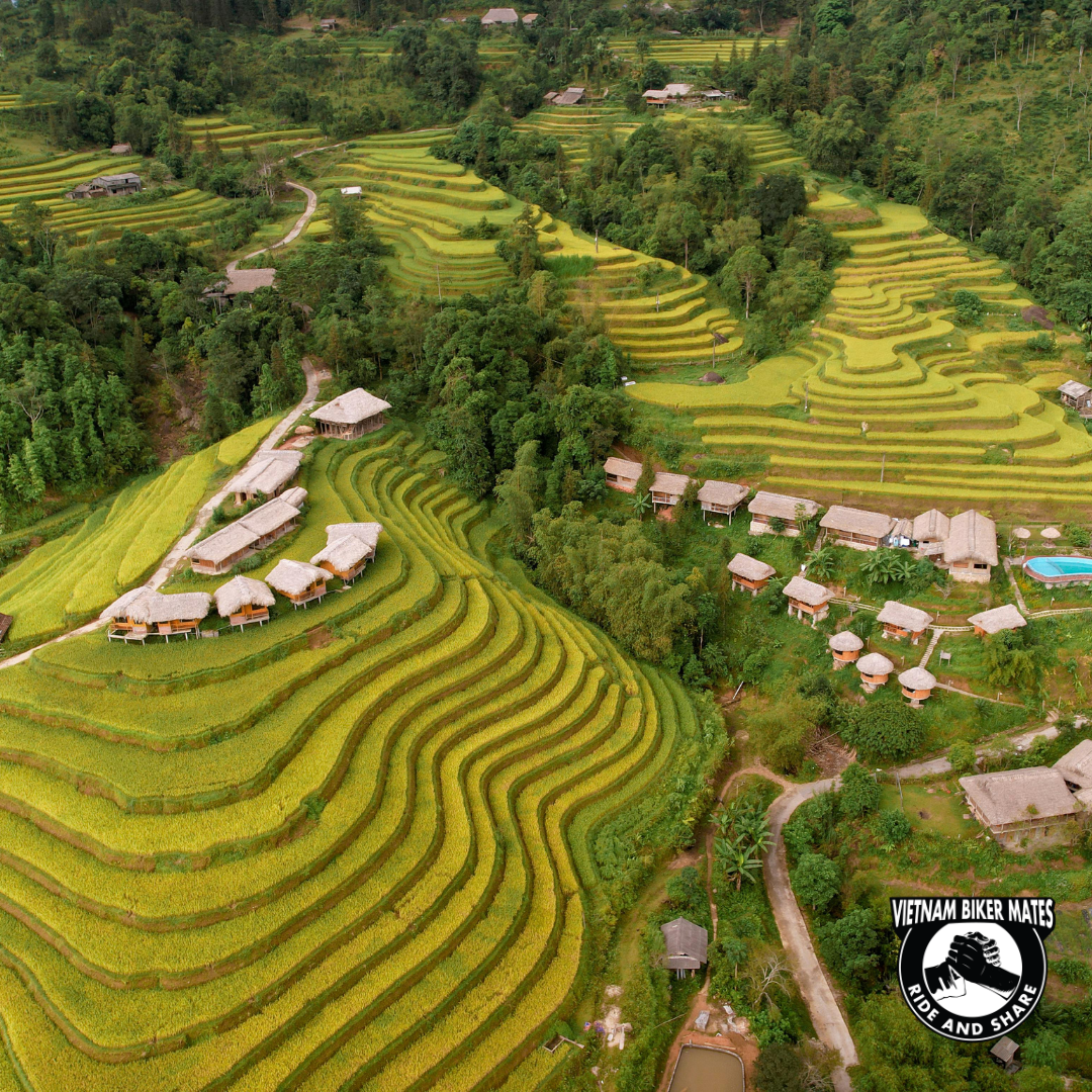 crossing beautiful rice field when explore north vietnam by motorbike 