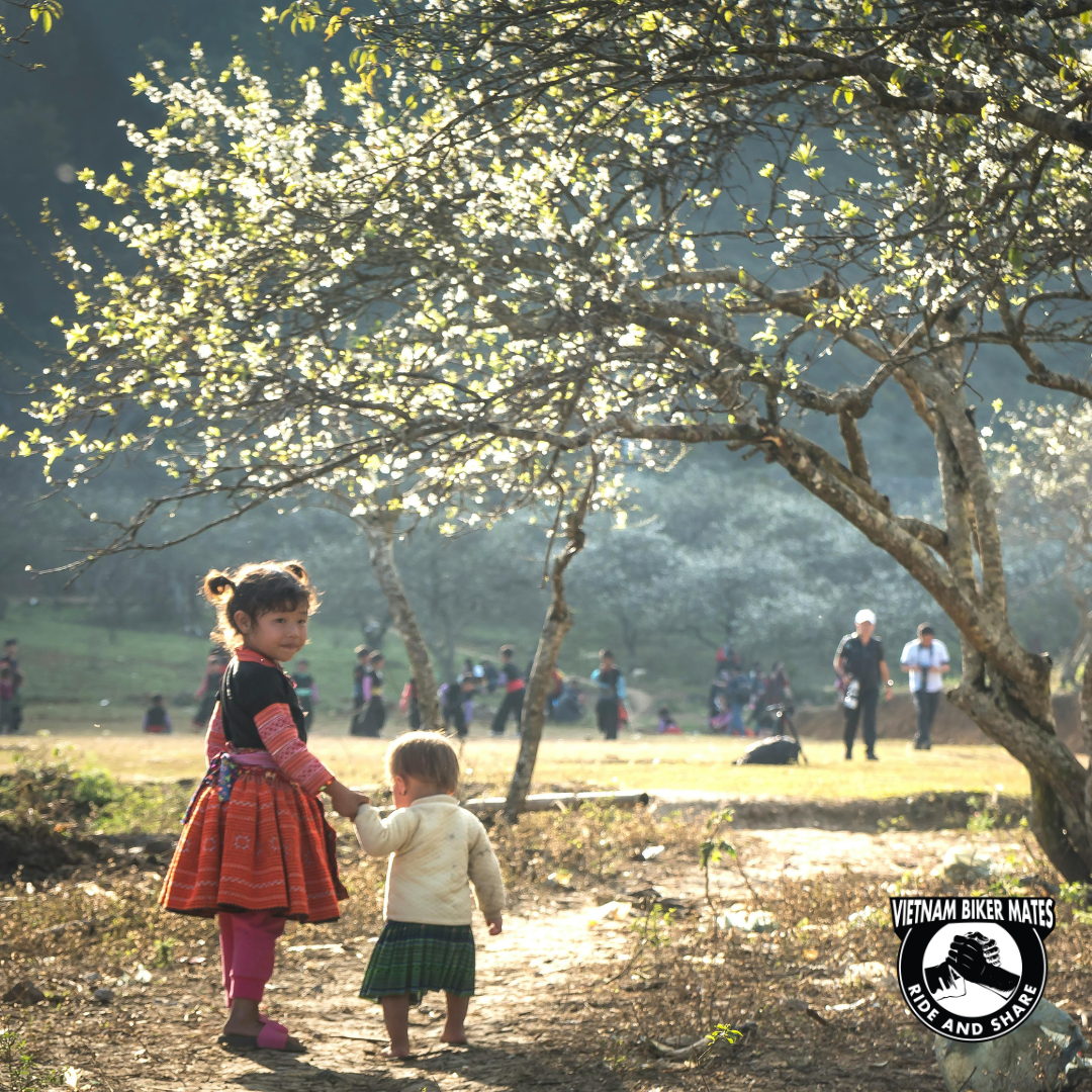 flower bloom in north vietnam