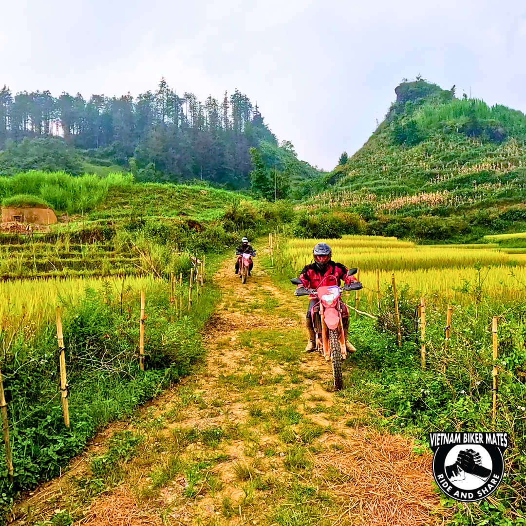 the harvest route to mu cang chai, xin man, sapa, ha giang 